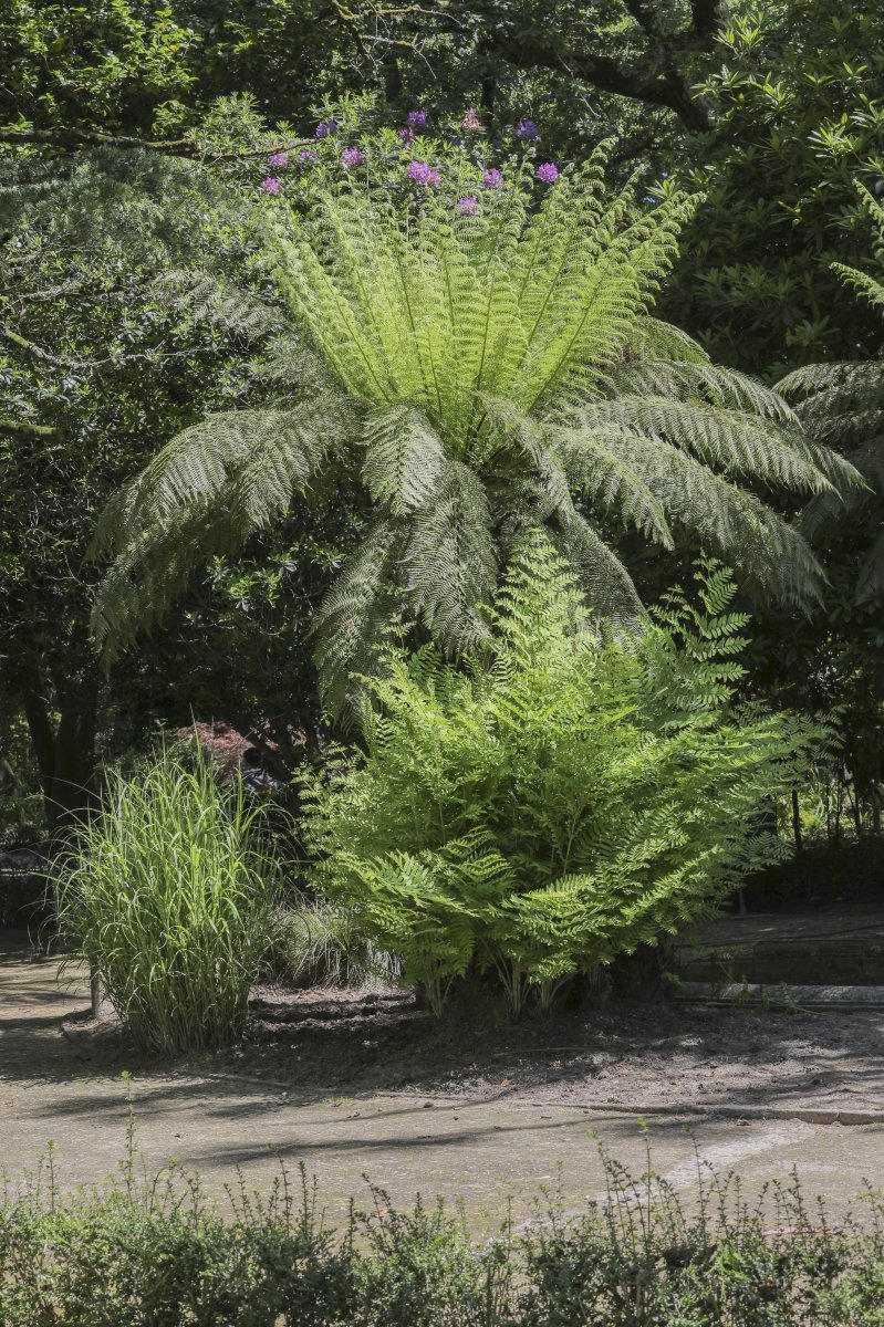 Мискантус китайский