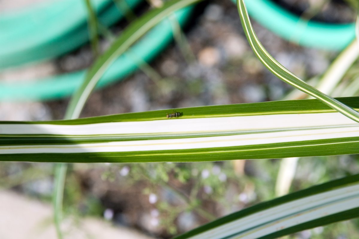 Мискантус китайский - фото 10