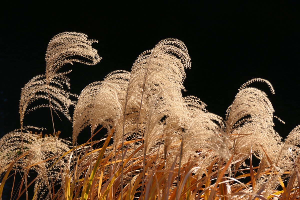 Мискантус китайский - фото 4