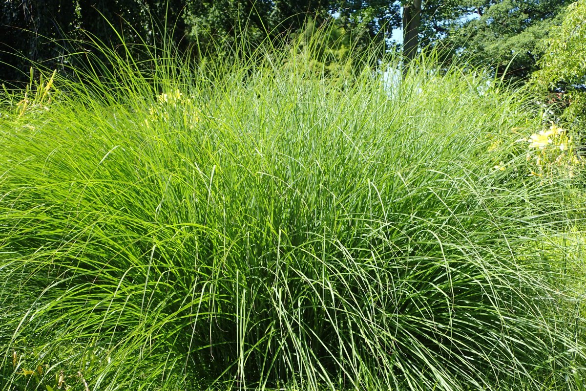 Мискантус китайский - фото 7