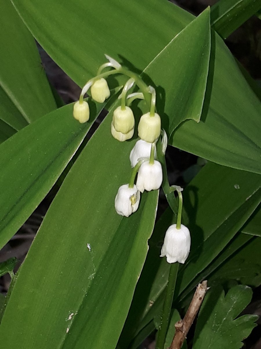 Ландыш майский - фото 2