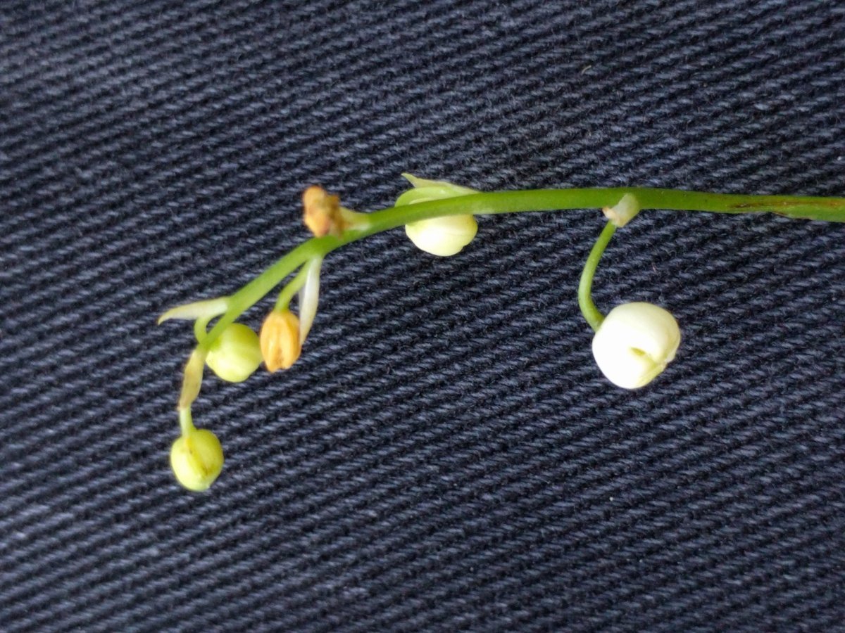 Ландыш майский - фото 7