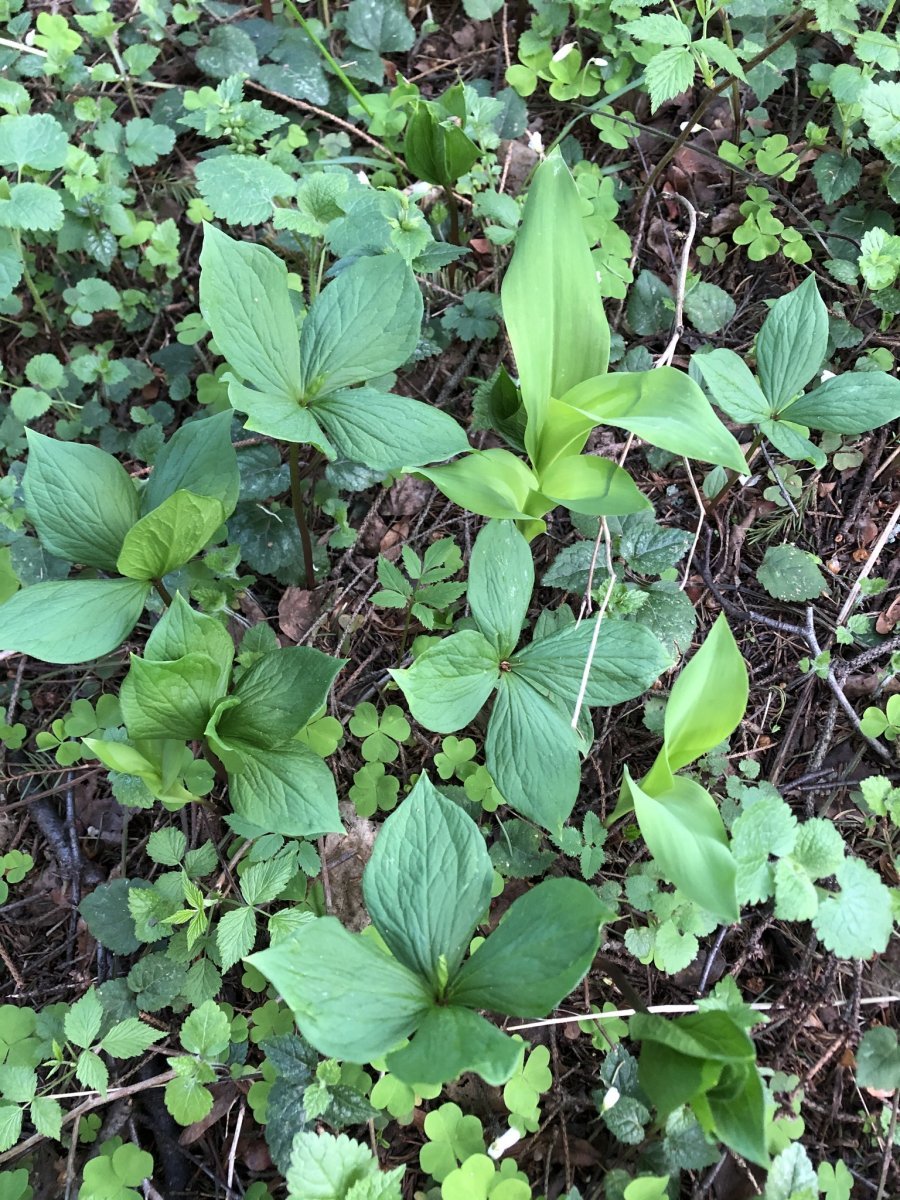 Ландыш майский - фото 3