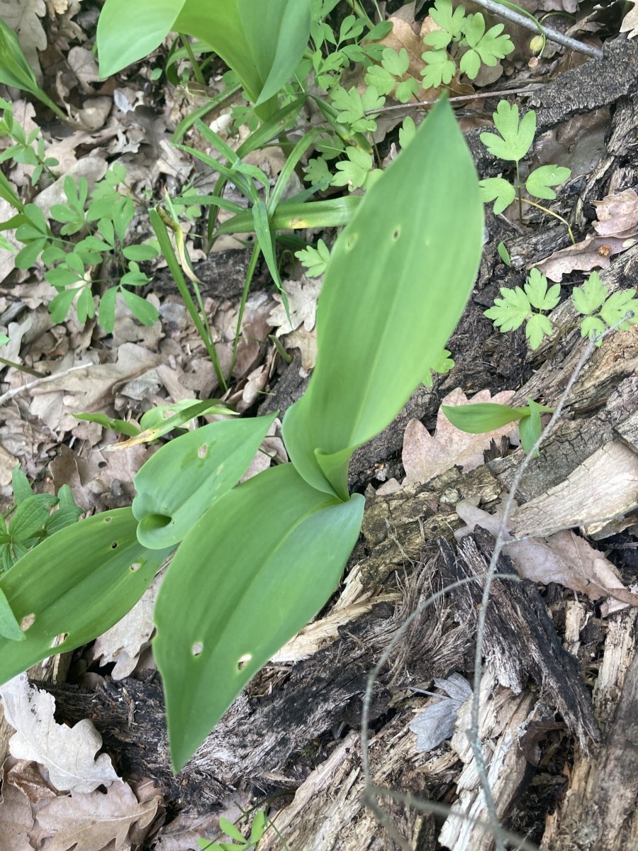 Ландыш майский - фото 6