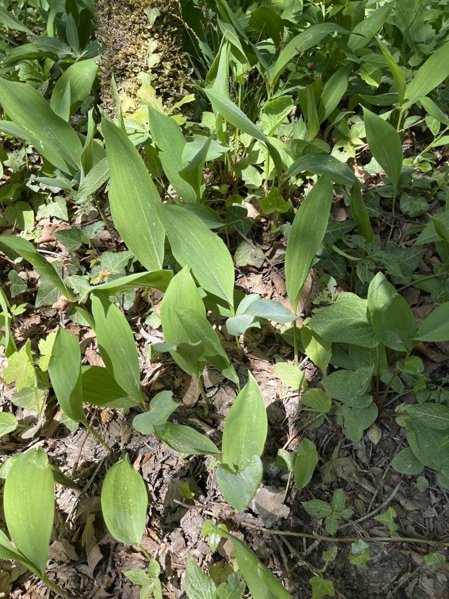 Ландыш майский - фото 9