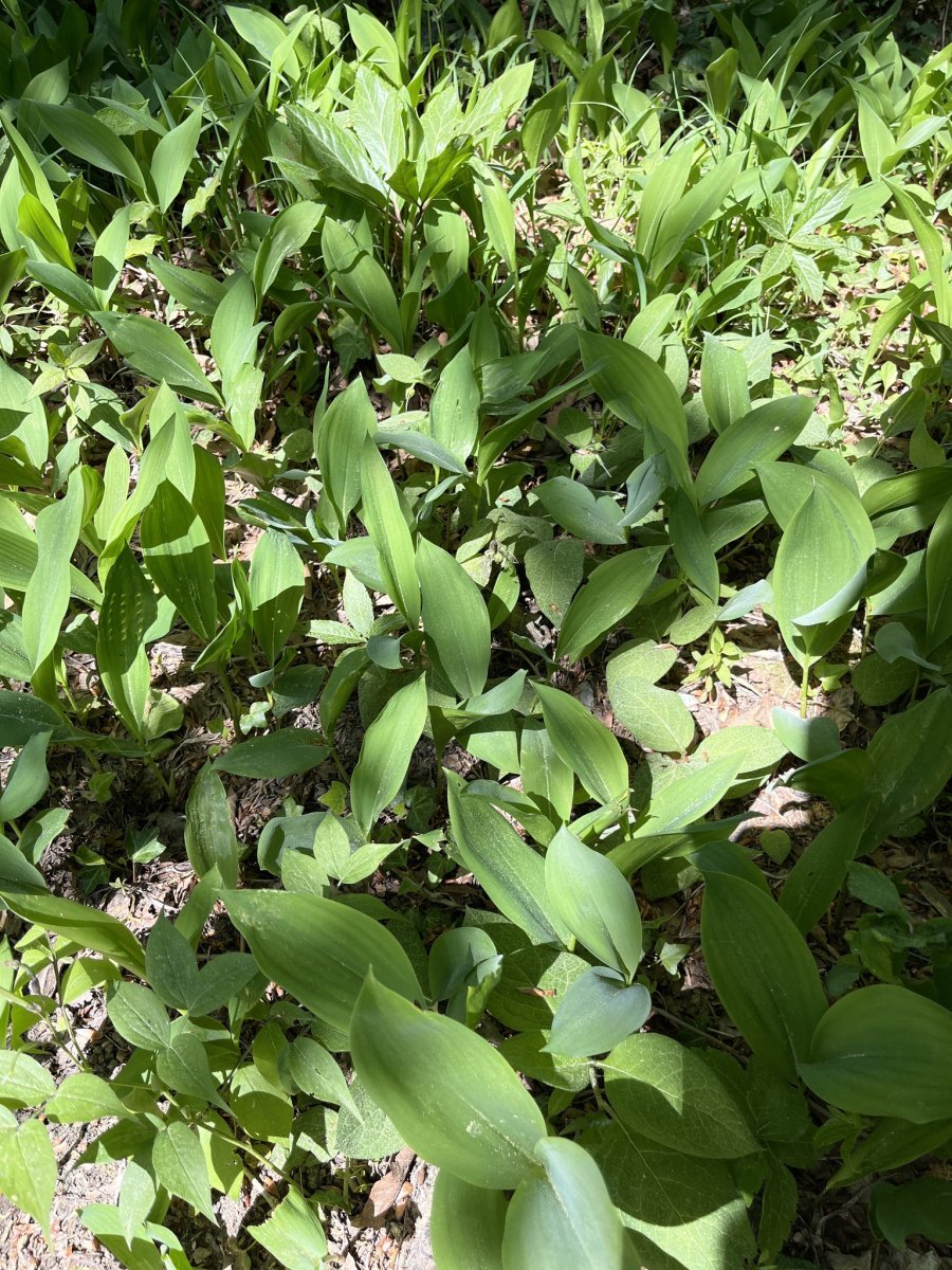 Ландыш майский - фото 10