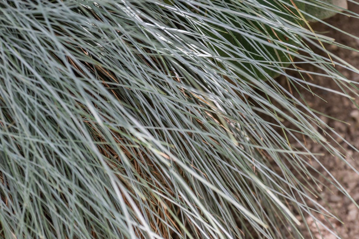 Овсяница сизая - фото 8