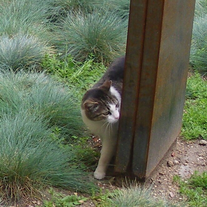 Овсяница сизая