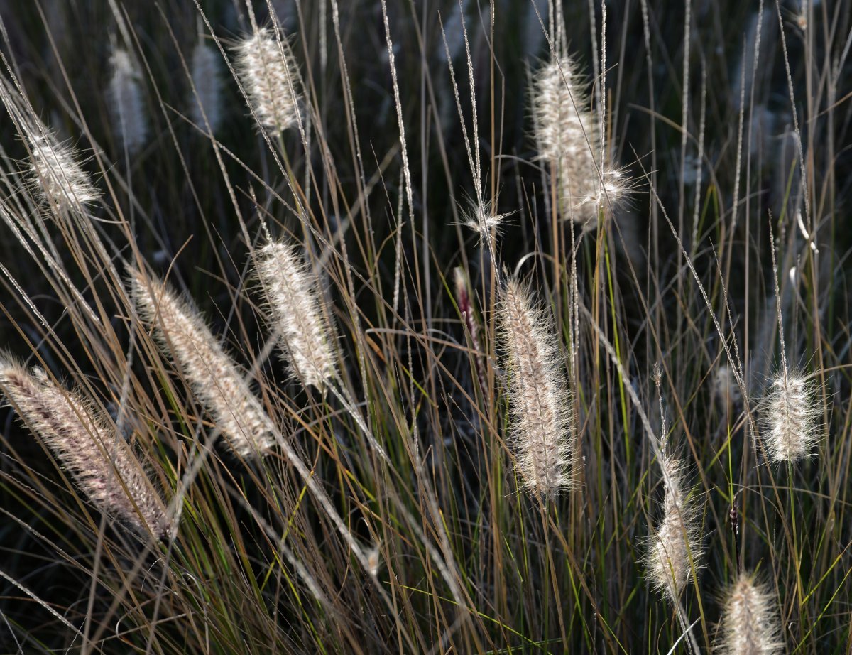 Пеннисетум щетинистый - фото 3