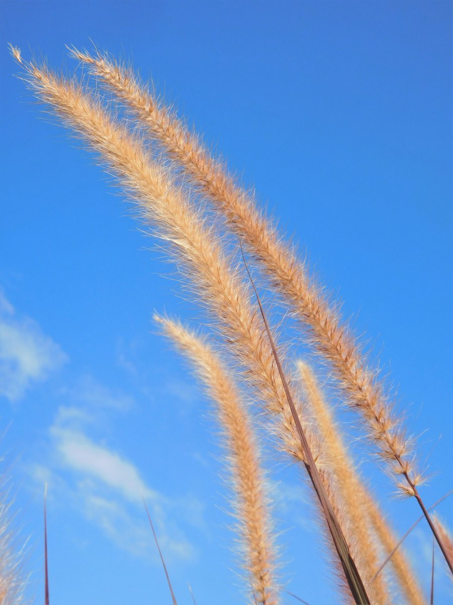 Пеннисетум щетинистый - фото 8