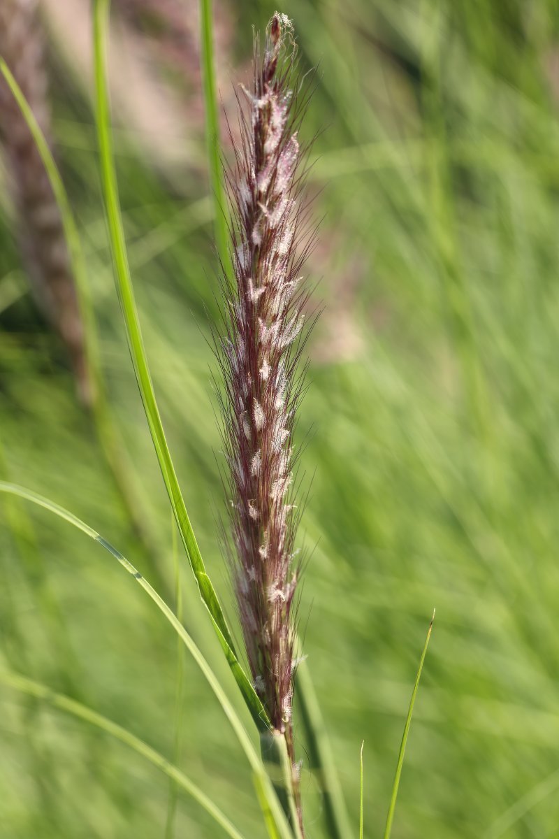 Пеннисетум щетинистый