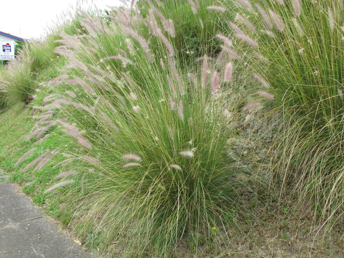 Пеннисетум щетинистый - фото 4