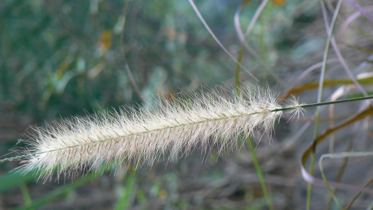 Пеннисетум щетинистый - фото 6