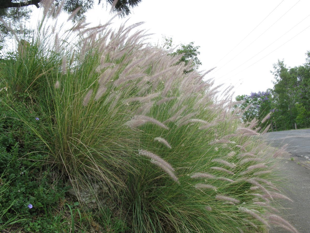 Пеннисетум щетинистый - фото 5