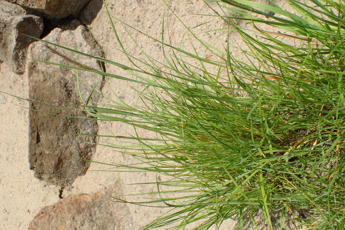 Перловник высокий - фото 2