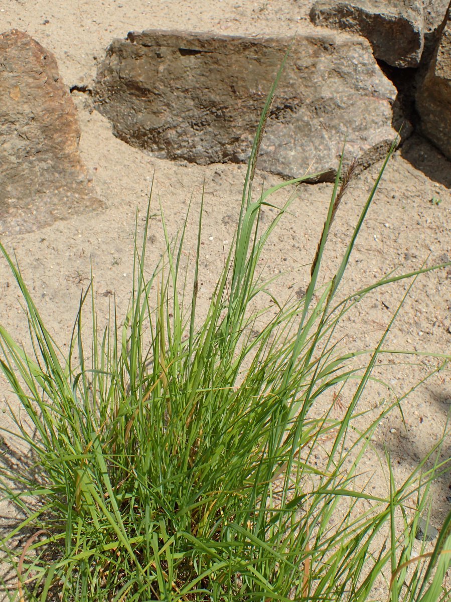 Перловник высокий - фото 3