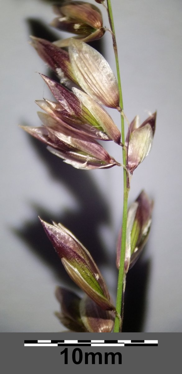 Перловник высокий - фото 10