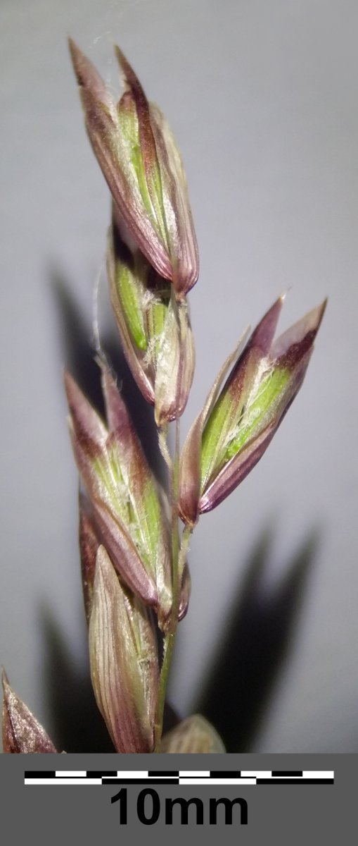 Перловник высокий - фото 8