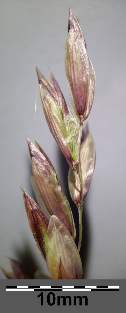 Перловник высокий - фото 9