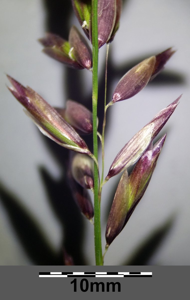 Перловник высокий - фото 7