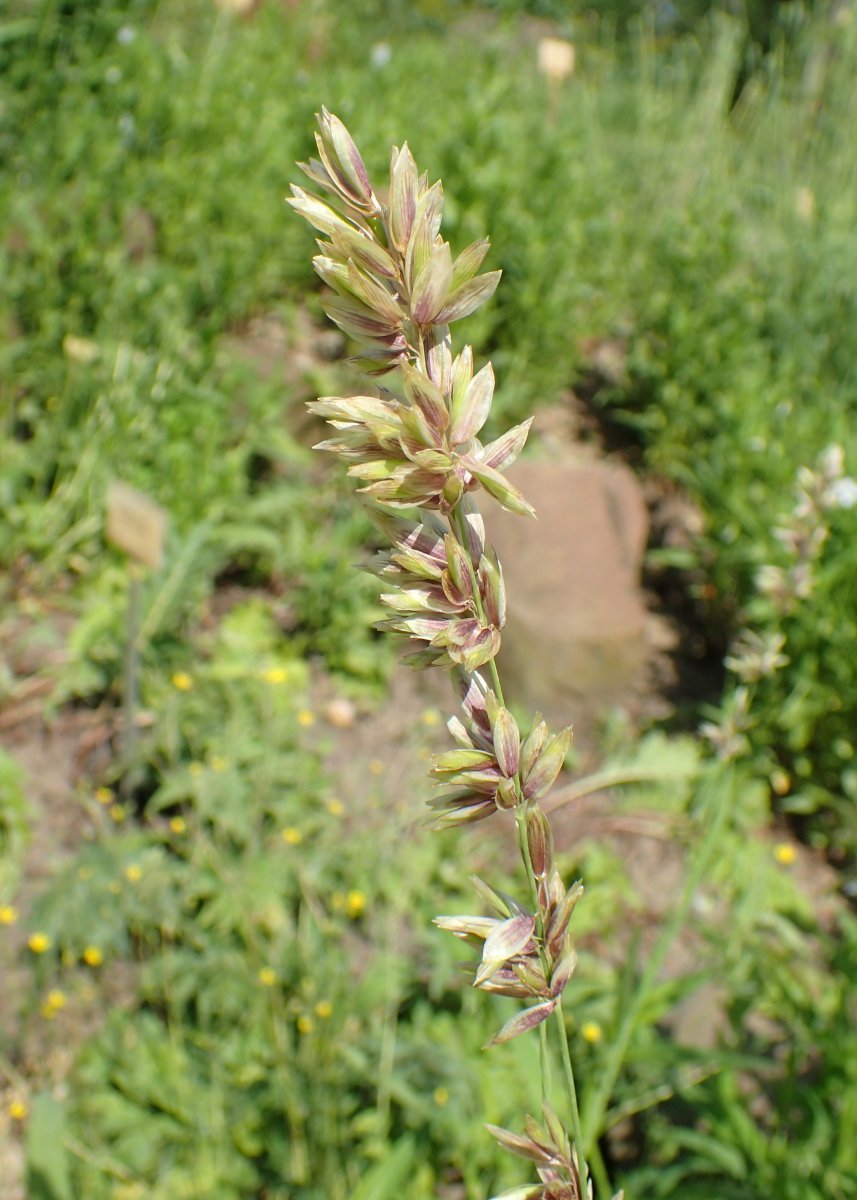 Перловник высокий - фото 5
