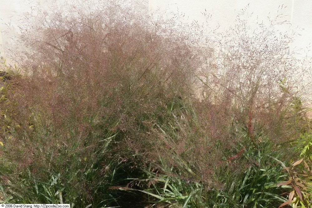 Просо прутьевидное - фото 10