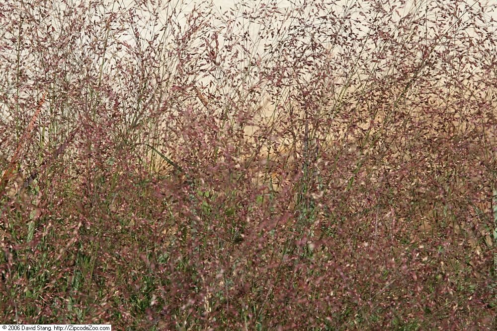 Просо прутьевидное - фото 9