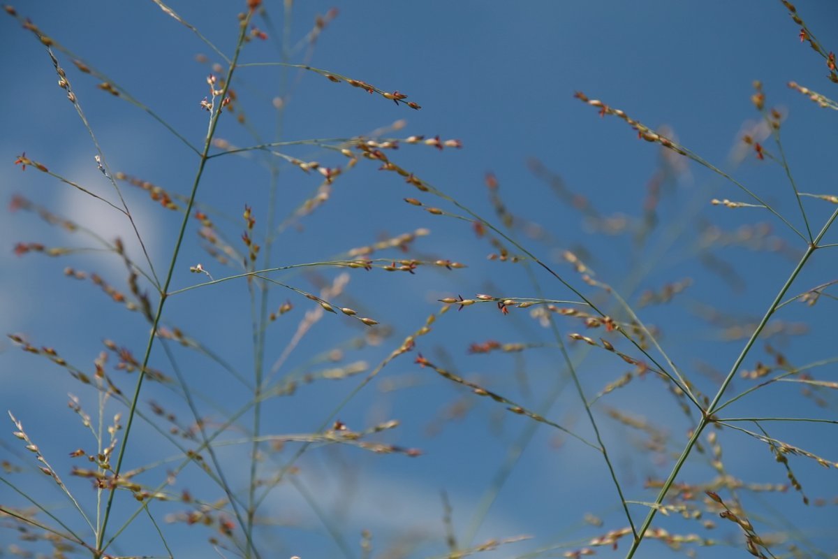 Просо прутьевидное - фото 8