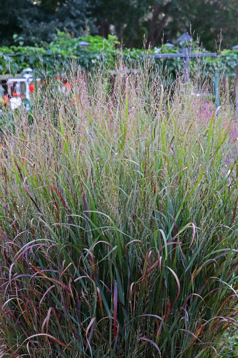 Просо прутьевидное - фото 2