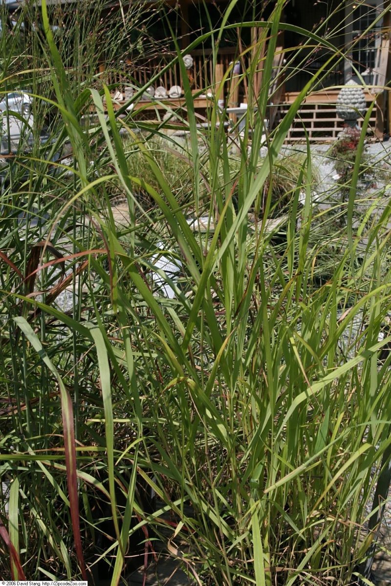 Просо прутьевидное - фото 6