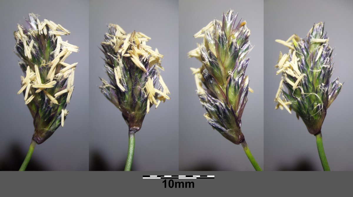 Сеслерия голубая - фото 5