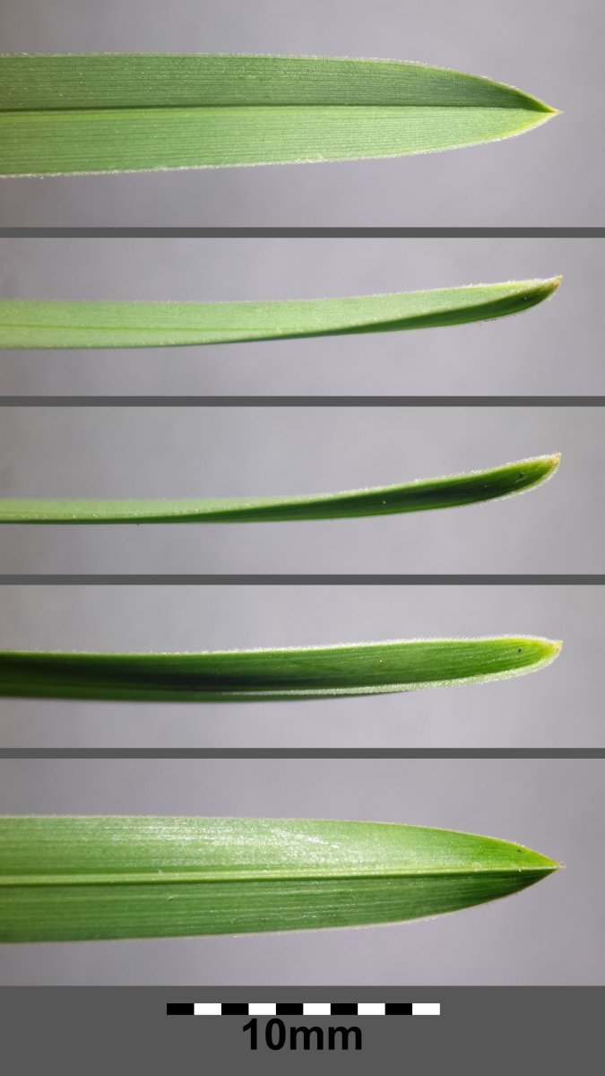 Сеслерия голубая - фото 6