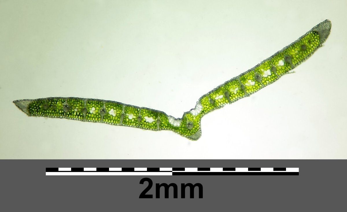 Сеслерия голубая - фото 4