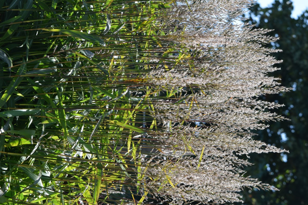 Сподиопогон сибирский - фото 7