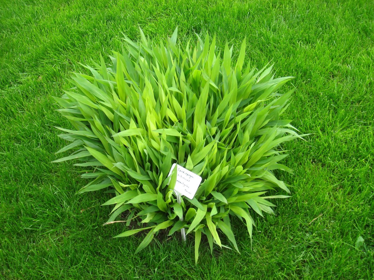 Сподиопогон сибирский