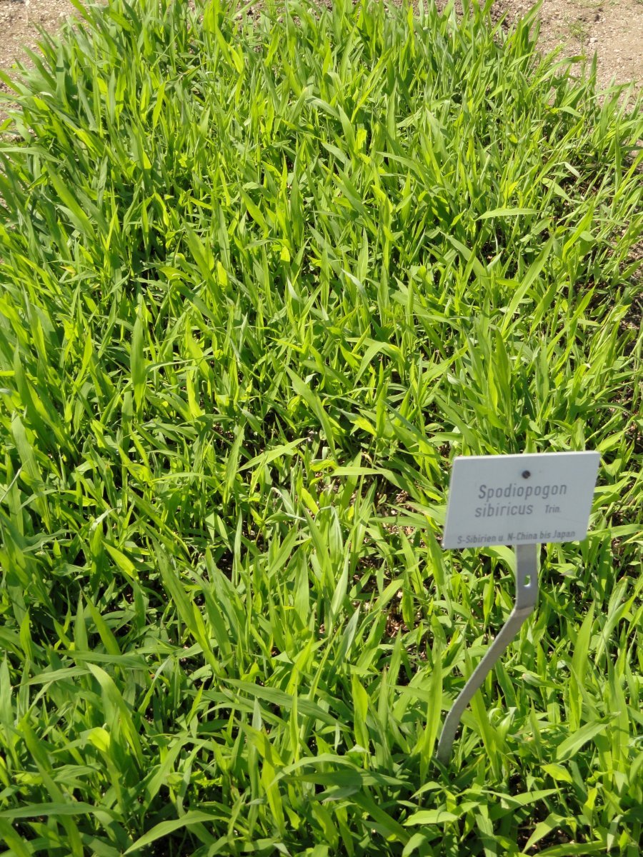 Сподиопогон сибирский - фото 2