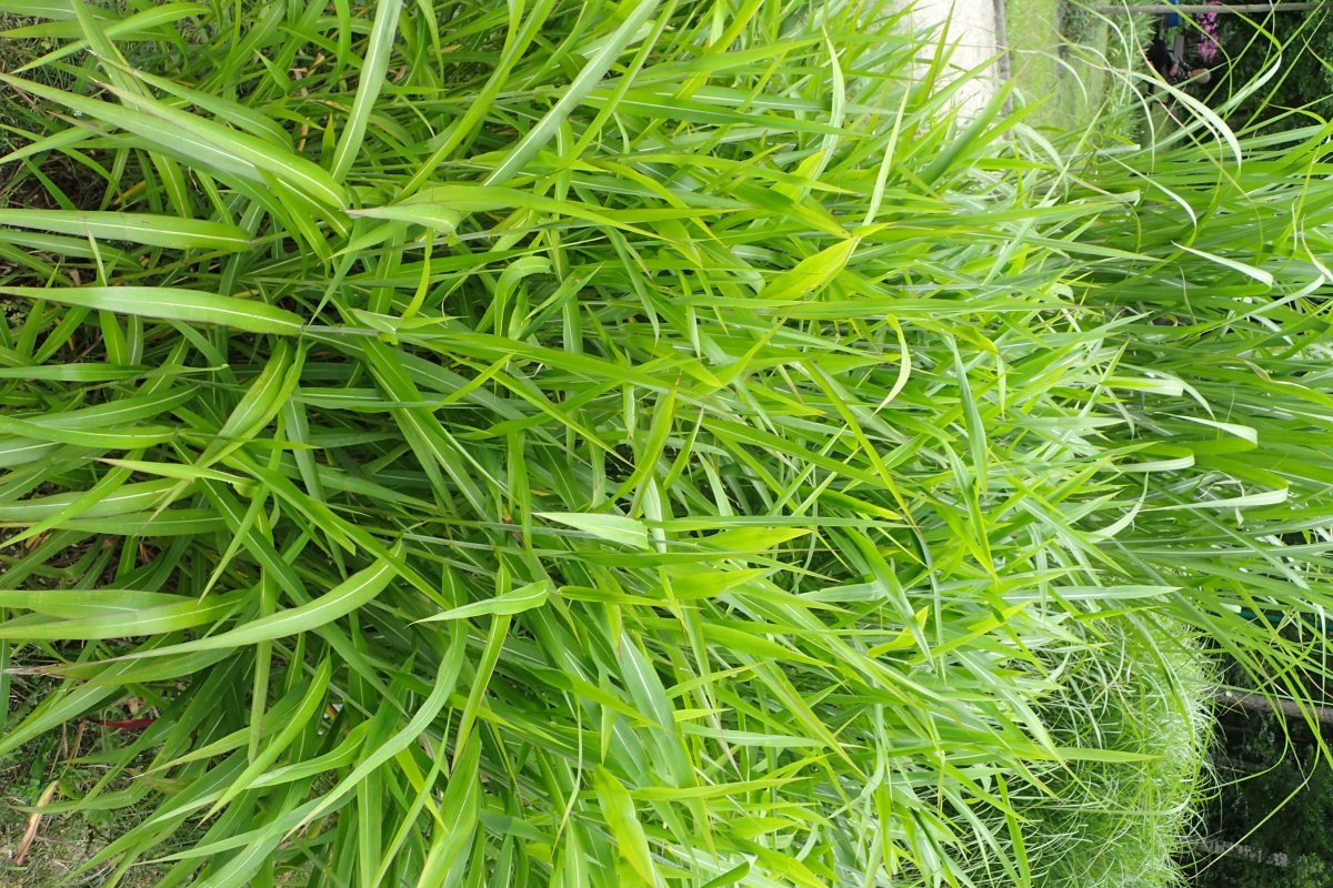 Сподиопогон сибирский - фото 6