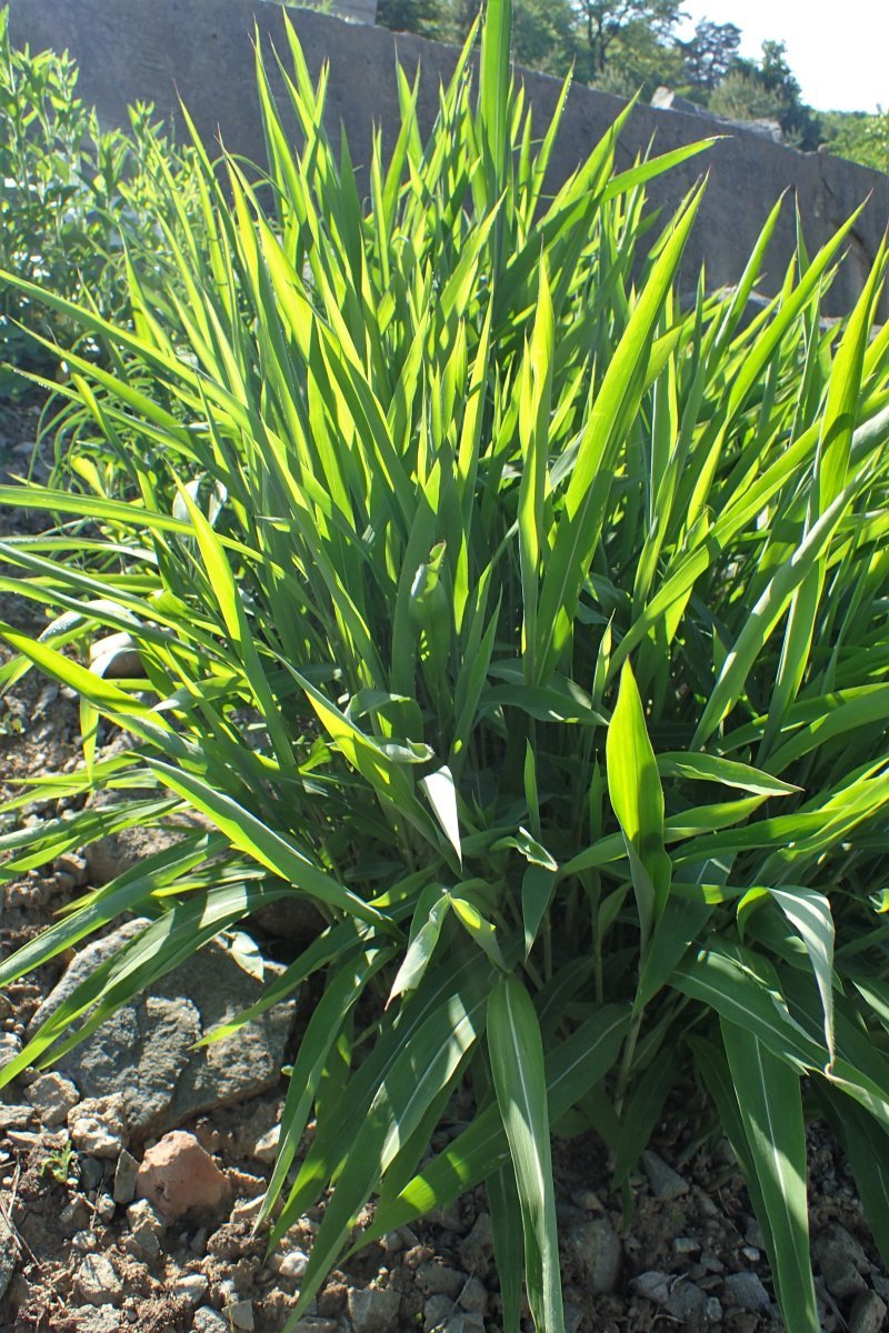 Сподиопогон сибирский - фото 5