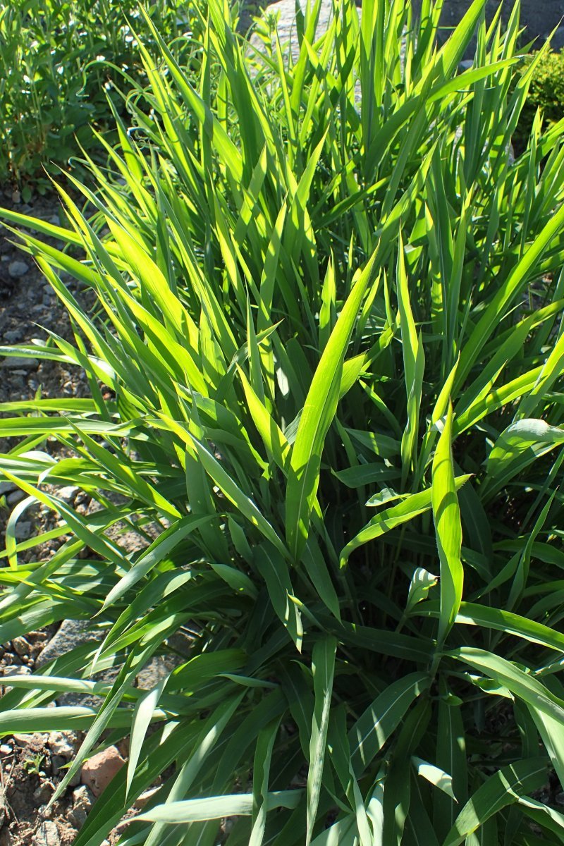 Сподиопогон сибирский - фото 4