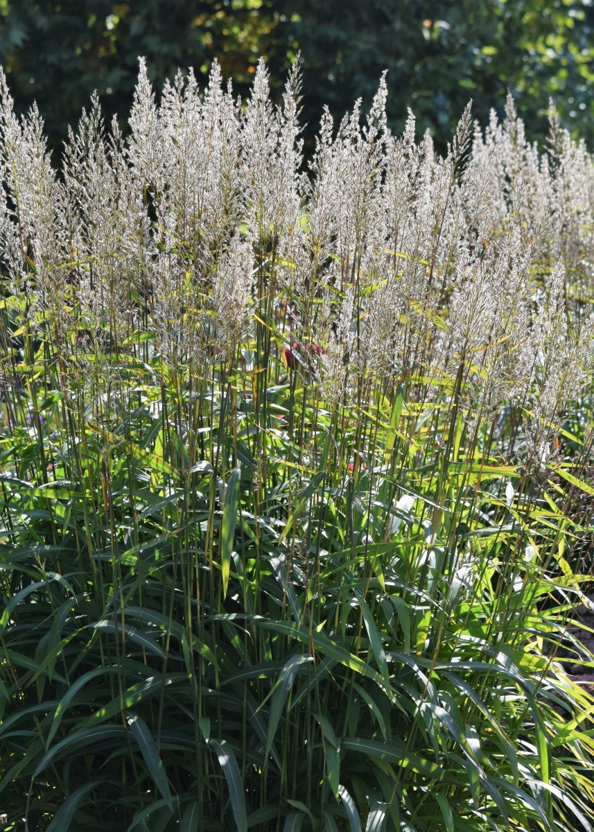 Сподиопогон сибирский - фото 8