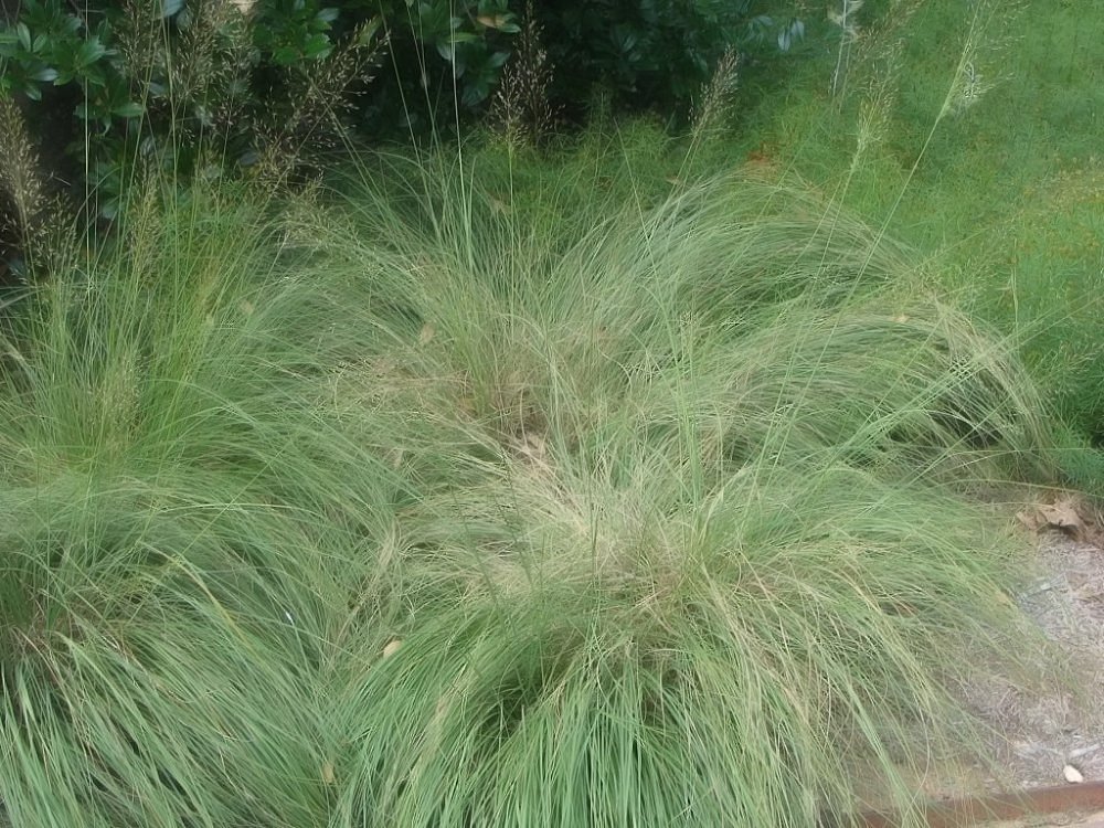 Споробол раскидистый - фото 8