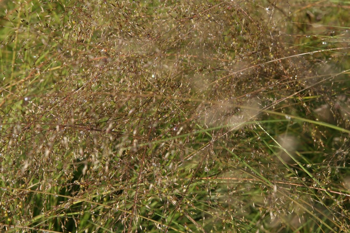 Споробол раскидистый - фото 3