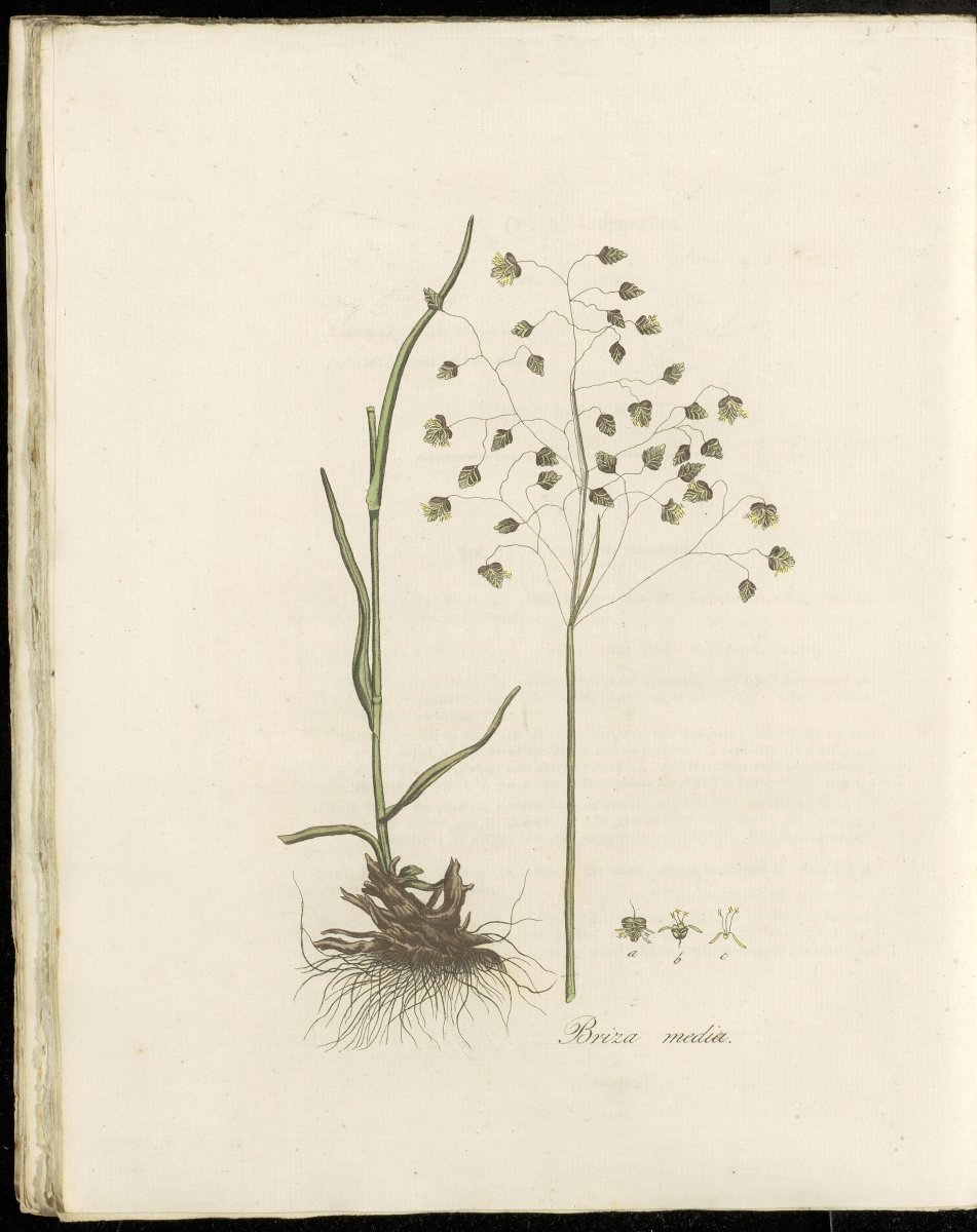 Трясунка средняя - фото 5