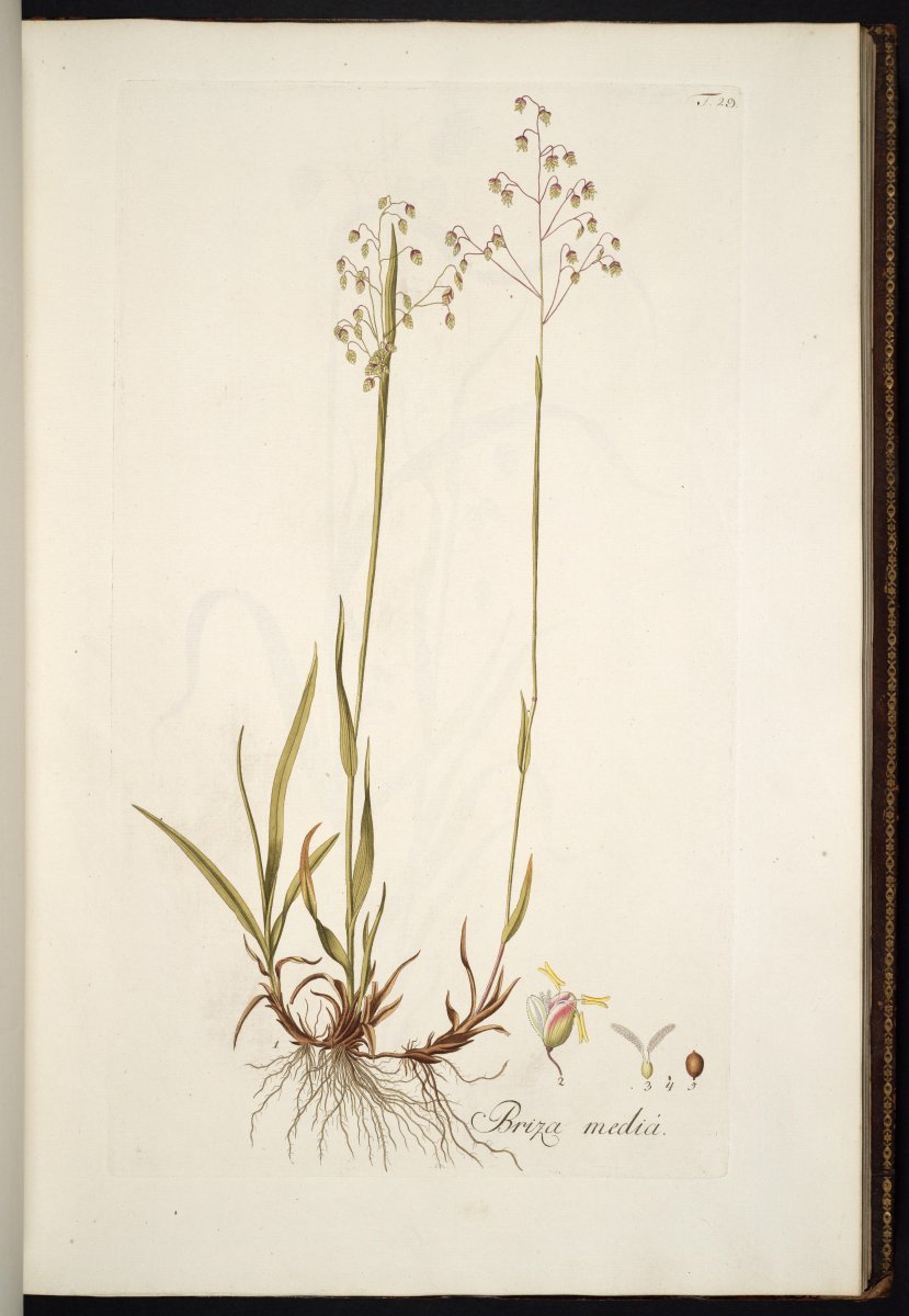 Трясунка средняя - фото 8