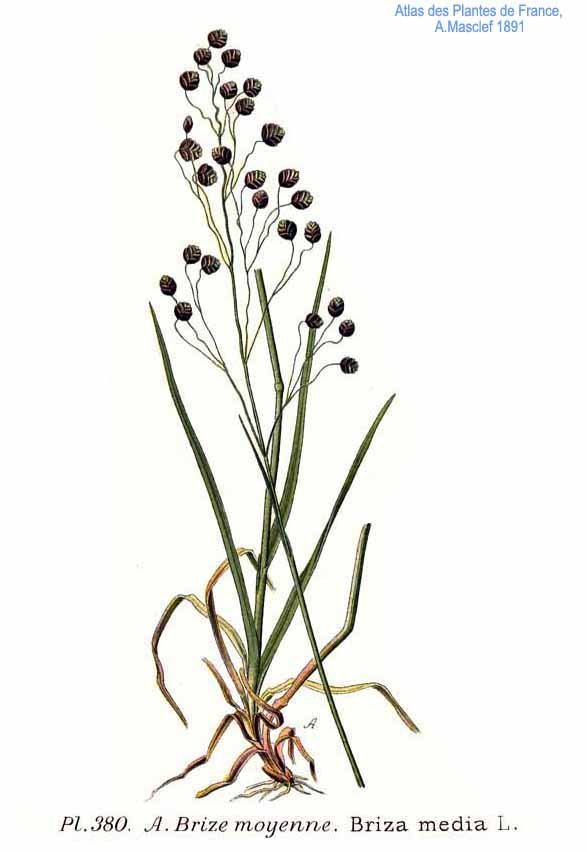 Трясунка средняя