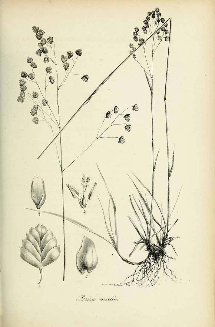 Трясунка средняя - фото 6