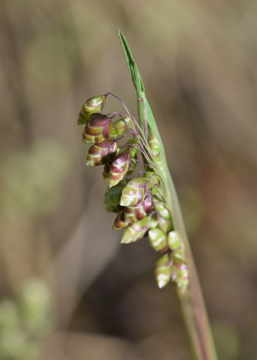 Трясунка средняя - фото 9