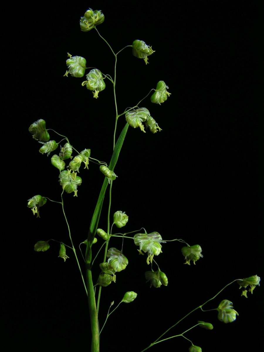 Трясунка средняя - фото 3