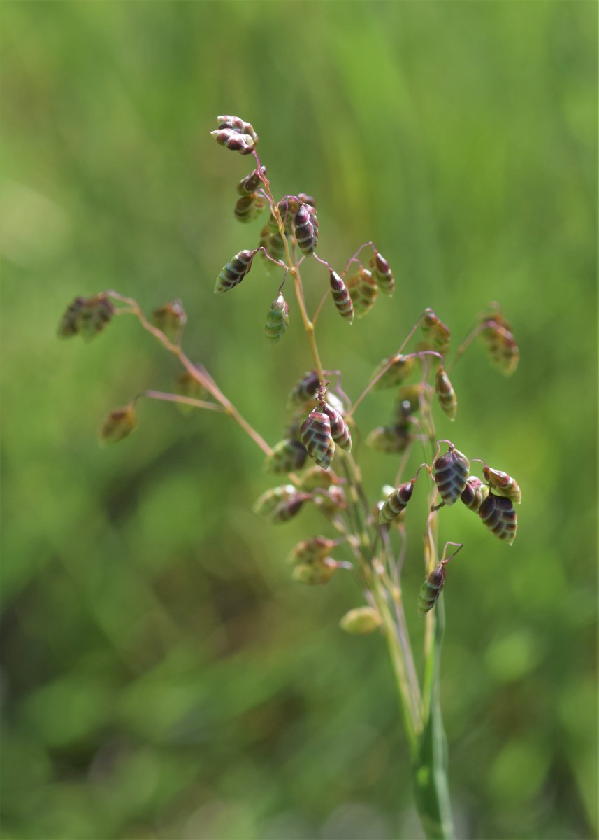 Трясунка средняя - фото 10