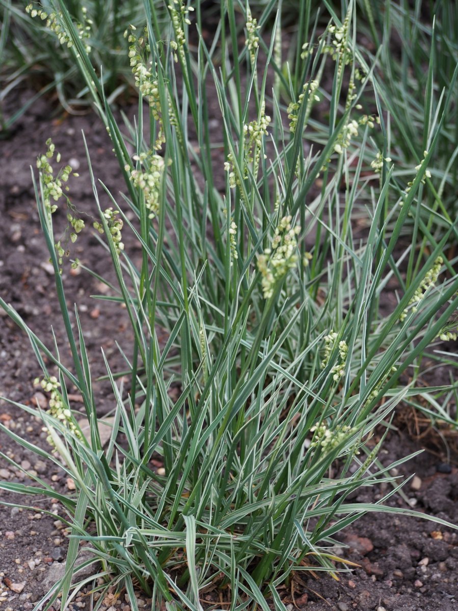 Трясунка средняя - фото 4